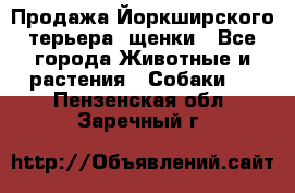 Продажа Йоркширского терьера, щенки - Все города Животные и растения » Собаки   . Пензенская обл.,Заречный г.